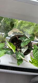 Syngonium Albo Variegata, Huis en Inrichting, Kamerplanten, Ophalen of Verzenden, Overige soorten, Minder dan 100 cm