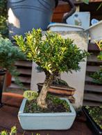 Buxus Harlandii Bonsai, Bloeit niet, Halfschaduw, Minder dan 100 cm, Overige soorten