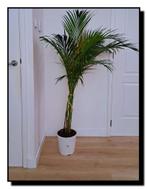 Grote Goudpalm Areca palm kamer plant kantoor groot dypsis, Huis en Inrichting, Kamerplanten, Ophalen, 100 tot 150 cm, Palm, Halfschaduw