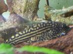 Sewellia Lineolata "Tijger Gastromyzon", Dieren en Toebehoren, Vissen | Aquariumvissen, Vis, Zoetwatervis, Schoolvis