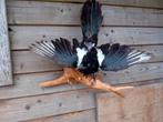 Opgezette Ekster taxidermie, Ophalen, Gebruikt, Vogel, Opgezet dier