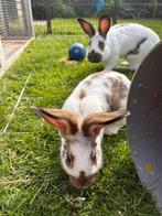 Lotharinger Rammen groot, Dieren en Toebehoren, Mannelijk, Groot, 0 tot 2 jaar