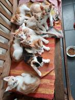 Lieve Boerderij kittens, Dieren en Toebehoren, Katten en Kittens | Overige Katten, Kater, Kortharig