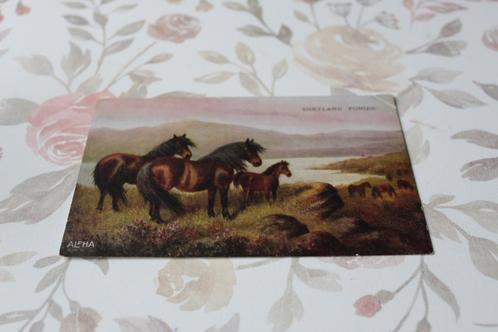 Oude Paarden Postkaart - Shetland Pony's, Engeland, Verzamelen, Ansichtkaarten | Dieren, Gelopen, 1920 tot 1940, Paard, Verzenden
