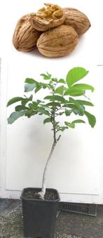 Walnootboom- 1.05 mtr. H- Juglans Regia, Tuin en Terras, Planten | Fruitbomen, Ophalen, Lente, Volle zon, In pot