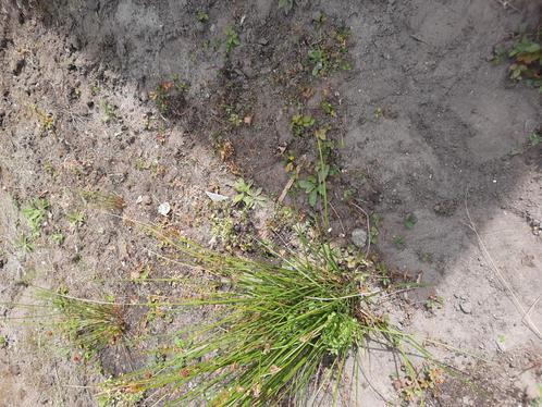Gratis schone tuinaarde, Tuin en Terras, Aarde en Mest, Tuinaarde, Ophalen