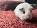 Prachtig jong california cavia  zeugje, Dieren en Toebehoren, Knaagdieren, Cavia, Augustus, Vrouwelijk, Tam