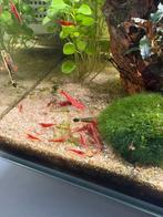 Rode garnaal, Kreeft, Krab of Garnaal, Zoetwatervis, Schoolvis