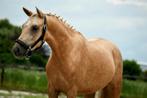 3 jarige New Forest pony's, Dieren en Toebehoren, Pony's, Meerdere dieren, Met stamboom, 3 tot 6 jaar