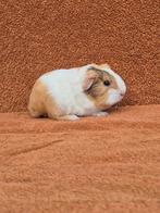 Sheltie zeugje choco otter creme wit stamboom fok knuffel, Dieren en Toebehoren, Cavia, Vrouwelijk, November, Tam