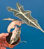 Alocasia Nobilis Pink Variegata p10 (1)