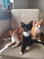 Aanhankelijke kittens zoeken een nieuw huisje, Dieren en Toebehoren, Katten en Kittens | Overige Katten, Meerdere dieren, Kortharig