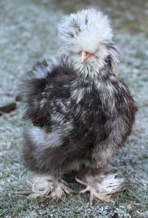 Nog enkele USA zijdehoen mottled kuikens beschikbaar, Dieren en Toebehoren, Pluimvee, Kip, Meerdere dieren