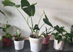 Huis Bloemen, Ophalen of Verzenden, Overige soorten, Minder dan 100 cm