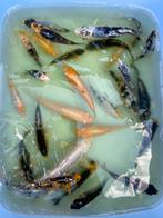 Jonge  koi karpers  circa 600 zie beschrijving  adv, Dieren en Toebehoren, Vissen | Vijvervissen, Karper of Koi