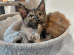 Maine Coon Kitten Poes, Black tortie smoke, Dieren en Toebehoren, Katten en Kittens | Overige Katten, Meerdere dieren