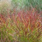 imperata red baron (japans bloedgras), Tuin en Terras, Planten | Tuinplanten, Ophalen of Verzenden