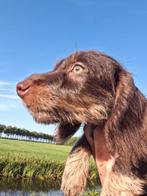 Leuke ruwhaar teckel pups, Dieren en Toebehoren, Honden | Teckels en Dashonden, Standaard, 8 tot 15 weken, CDV (hondenziekte)