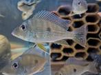 Geophagus surinamensis, Vis, Zoetwatervis