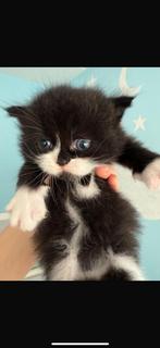 Kat half perzisch, Kater, 0 tot 2 jaar