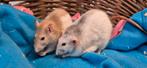 2 leuke tamme ratjes met kooi, Dieren en Toebehoren, Knaagdieren, Rat, Vrouwelijk, Tam, September