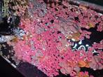 Drijfplantjes pluk 2 euro, Dieren en Toebehoren, Vissen | Aquariumvissen, Vis