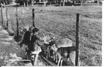 Beilen Hertenkamp., Verzamelen, Ansichtkaarten | Nederland, Ophalen of Verzenden, 1960 tot 1980, Ongelopen, Drenthe