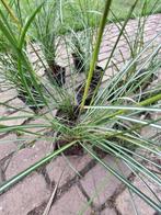 Miscanthus sinensis prachtriet siergras in pot p9, Vaste plant, Siergrassen, Ophalen of Verzenden