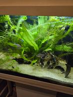 Aquarium, Ophalen, Gebruikt, Gevuld zoetwateraquarium