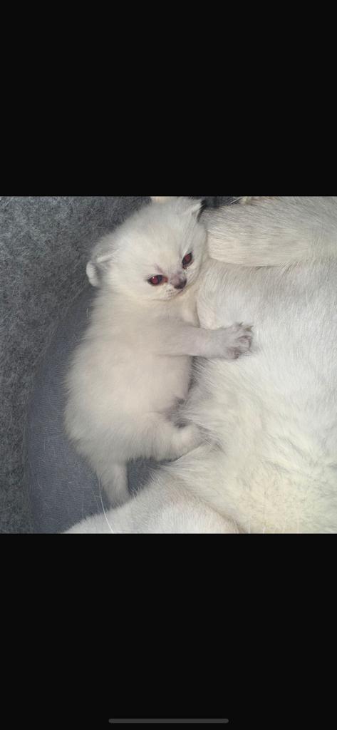 Half silver point en half kort brittish kittens te koop, Dieren en Toebehoren, Katten en Kittens | Raskatten | Langhaar, Poes