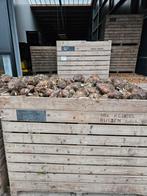 Voederbieten, Dieren en Toebehoren, Ophalen