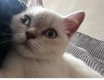 Te koop Brits korthaar, Dieren en Toebehoren, Katten en Kittens | Overige Katten, Kater, Kortharig, 0 tot 2 jaar