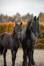 Mooie friese merrie ter lease aangeboden, Dieren en Toebehoren, Paarden en Pony's | Overige Paardenspullen, Ophalen of Verzenden