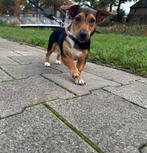 Jack Russel teefje 7 maanden, Dieren en Toebehoren, 15 weken tot 1 jaar, CDV (hondenziekte), Teef, Eén hond