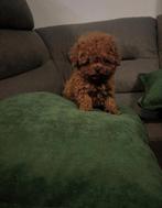 Toy poodle toy poedel, Dieren en Toebehoren, Honden | Chihuahua's en Gezelschapshonden, Poedel, Particulier, Rabiës (hondsdolheid)