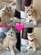 Ragdoll kittens, Meerdere dieren, 0 tot 2 jaar