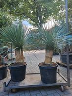 Diverse Yucca Rostrata €90 - €275, Tuin en Terras, Planten | Bomen, Ophalen of Verzenden, Volle zon, Overige soorten, 100 tot 250 cm