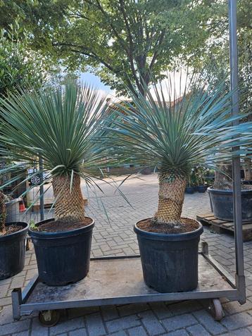 Diverse Yucca Rostrata €90 - €275 beschikbaar voor biedingen