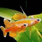 Pseudogumil Luminatus  - Regenboogvis, Dieren en Toebehoren, Vissen | Aquariumvissen, Vis, Zoetwatervis, Schoolvis