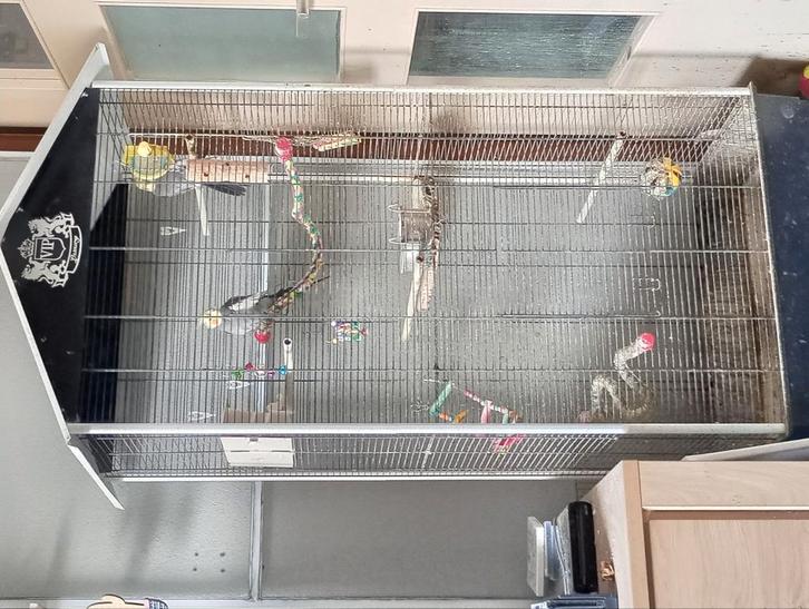 Twee valkparkieten, Dieren en Toebehoren, Vogels | Hokken en Kooien, Gebruikt, Vogelkooi, Ophalen