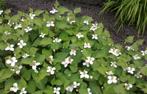 Houttuynia cordata - Moerasanemoon, Ophalen, Zomer, Overige soorten, Volle zon