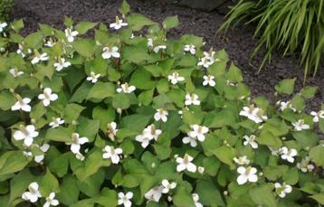 Houttuynia cordata - Moerasanemoon beschikbaar voor biedingen