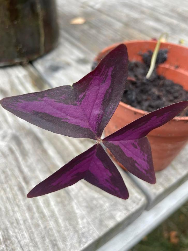 Oxalis triangularis - Klaverzuring, Huis en Inrichting, Kamerplanten, Overige soorten, Minder dan 100 cm, Bloeiende kamerplant