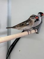 Dominikanerwida, Mannelijk, Tropenvogel