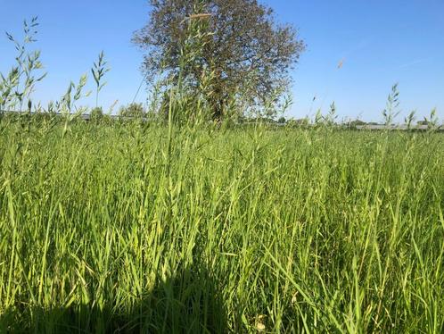 Gezocht: weiland in Ingen voor Paard natuurlijke huisvesting, Dieren en Toebehoren, Stalling en Weidegang, Stalling, Weidegang