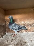 Kweekdoffer, Dieren en Toebehoren, Vogels | Duiven, Mannelijk, Postduif