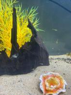 Baby guppys, Dieren en Toebehoren, Vissen | Aquariumvissen, Vis