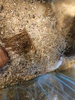 Rattus norvegicus Kleur Rat, Dieren en Toebehoren, Knaagdieren, Oktober, Meerdere dieren, Rat