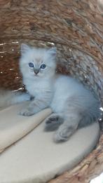 Prachtig ragdoll kitten met stamboom, Dieren en Toebehoren, Katten en Kittens | Raskatten | Langhaar, Poes, Gechipt, 0 tot 2 jaar