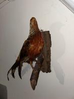 Opgezette Fazant, Vrouwelijk, Tam